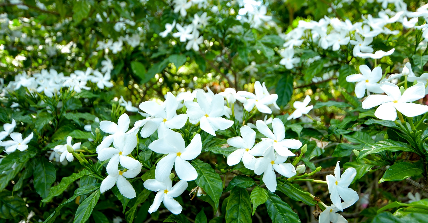Paradise Vacation Suites - Flowers