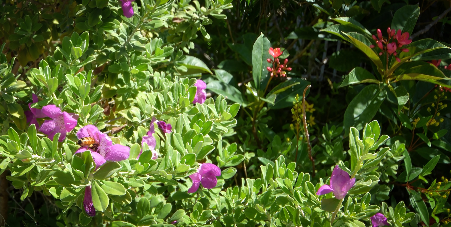 Paradise Vacation Suites - Flowers